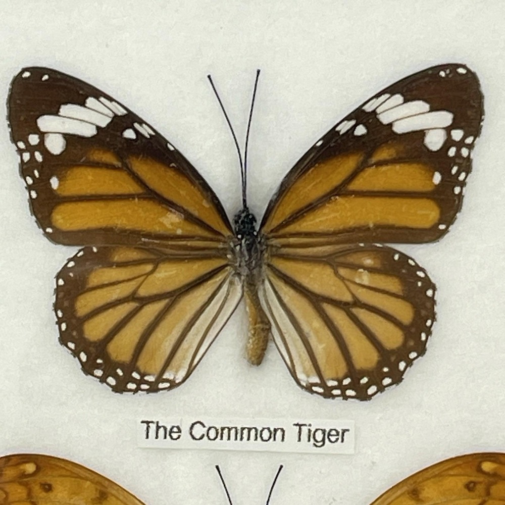 REAL LIFE: Framed Butterflies Specimens Common Tiger Cruiser Archduke 8" Vintage - Picture 3 of 12